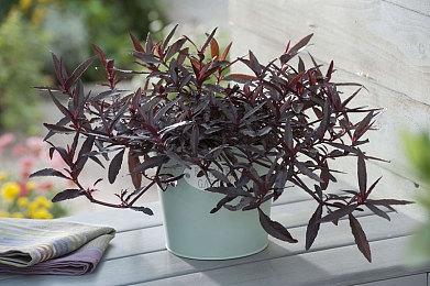 相守之约 《仙剑奇侠传七》今日正式上市